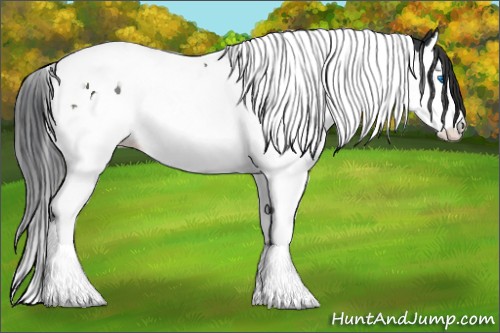 Horse Color:Black Splash Tobiano 