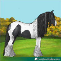 Horse Color:Black Tobiano 