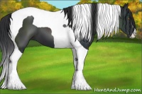 Horse Color:Black Tobiano 
