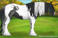 Horse Color:Black Tobiano 