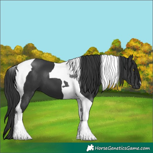 Horse Color:Black Tobiano 