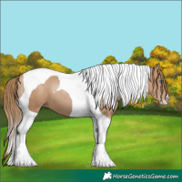 Horse Color:Black Pearl Tobiano 