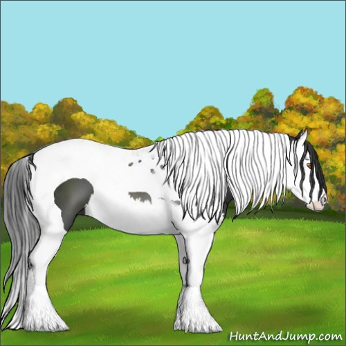 Horse Color:Black Splash Tobiano
