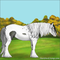 Horse Color:Black Splash Tobiano 