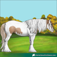 Horse Color:Black Pearl Splash Tobiano 