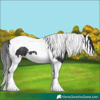 Horse Color:Black Splash Tobiano 
