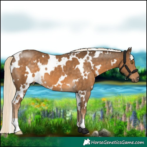 Horse Color:White Spotted Chocolate Palomino 