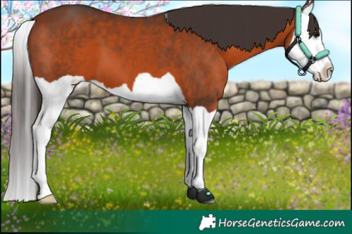 Horse Color:Bay Splash