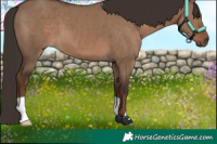 Horse Color:Liver Red Dun 