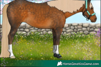 Horse Color:Chocolate Palomino 