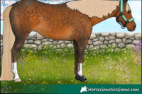 Horse Color:Chocolate Palomino 