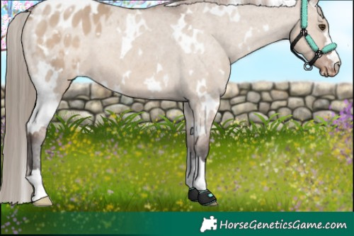 Horse Color:White Spotted Liver Red Dun Appaloosa