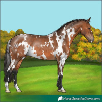 Horse Color:White Spotted Bay Rabicano