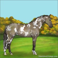 Horse Color:White Spotted Smoky Grullo Rabicano 