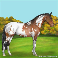 Horse Color:White Spotted Bay Appaloosa Rabicano