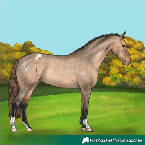 Horse Color:Bay Dun Blanket Rabicano