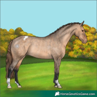 Horse Color:Bay Dun Blanket Rabicano