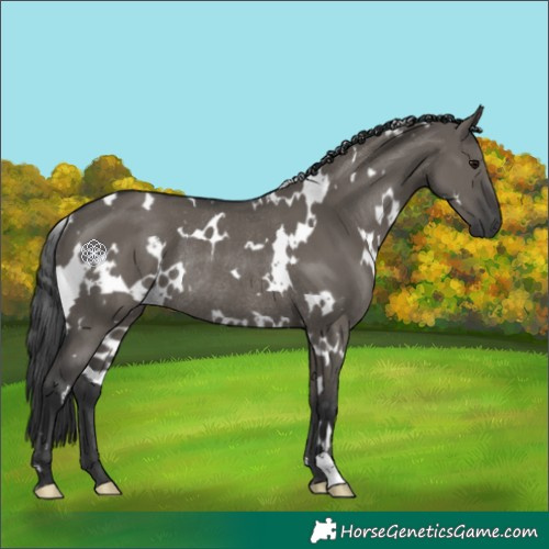 Horse Color:White Spotted Grullo Rabicano
