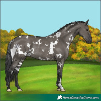 Horse Color:White Spotted Grullo Rabicano 