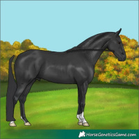 Horse Color:Black 