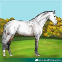 Horse Color:Gray Bay Appaloosa Rabicano
