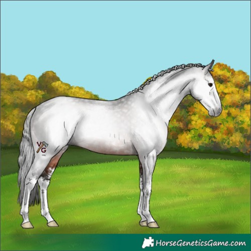 Horse Color:Gray Brown Sabino Rabicano 