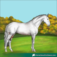 Horse Color:Gray Brown Sabino Rabicano