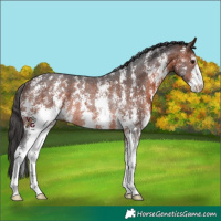 Horse Color:Brown Sabino Rabicano
