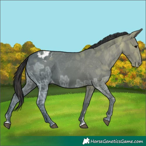 Horse Color:Black Ice Appaloosa 