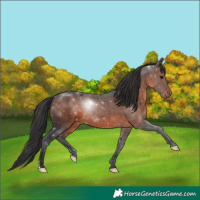 Horse Color:Brown Rabicano 