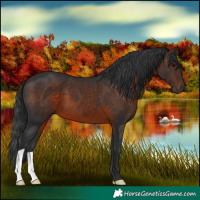 Horse Color:Brown 