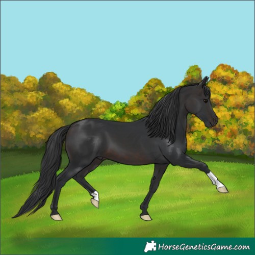 Horse Color:Brown 