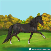 Horse Color:Liver Chestnut 
