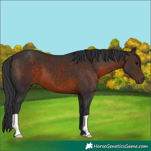 Horse Color:Brown 