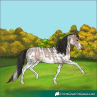 Horse Color:Brown Dun Sabino 