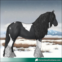Horse Color:Black Tobiano 