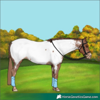 Horse Color:Chestnut Appaloosa Rabicano 