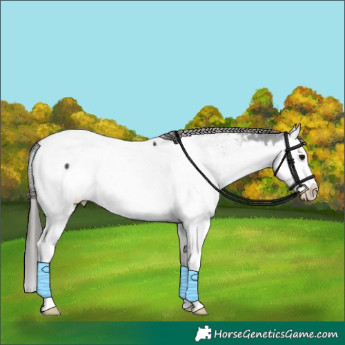 Horse Color:Black Splash Appaloosa Rabicano 