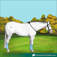 Horse Color:Black Splash Appaloosa Rabicano 