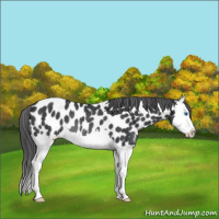 Horse Color:Black Splash Appaloosa Rabicano 