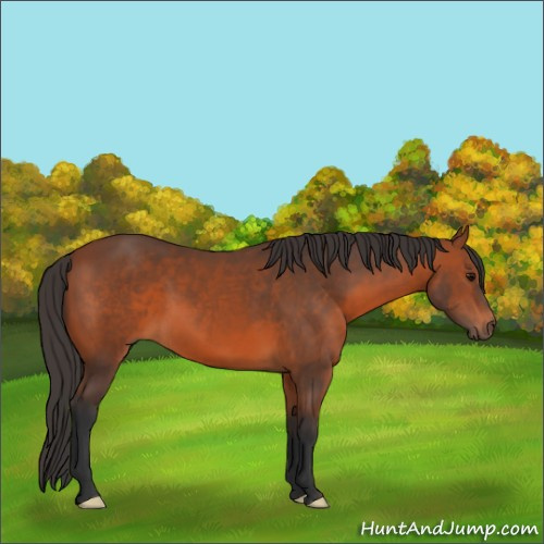 Horse Color:Bay 