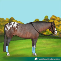 Horse Color:Brown Appaloosa Rabicano 