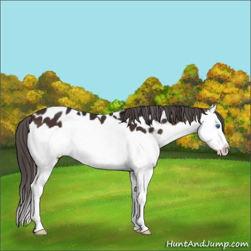 Horse Color:Brown Splash Appaloosa 