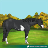 Horse Color:Black 