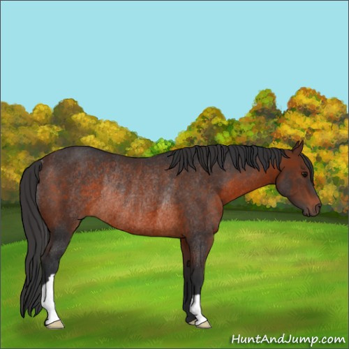 Horse Color:Brown Rabicano 