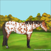 Horse Color:Bay Appaloosa 