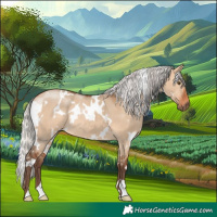 Horse Color:White Spotted Silver Bay Dun Rabicano 