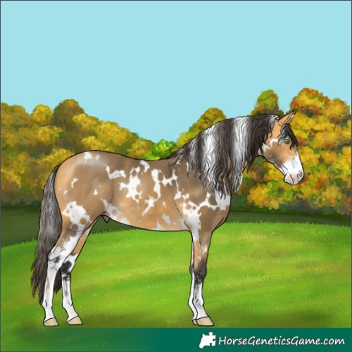 Horse Color:White Spotted Buckskin Sabino 