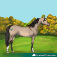 Horse Color:Brown Dun 