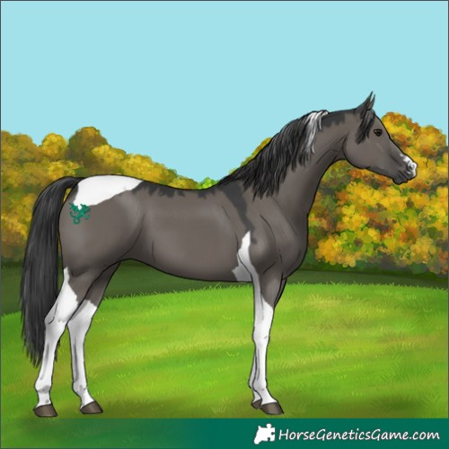 Horse Color:Grullo Tobiano